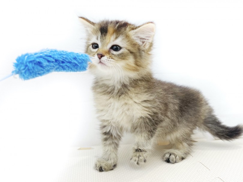 猫界きっての甘えん坊！犬の様に懐っこい性格 | サイベリアン （814679） - 大和 相模大塚店