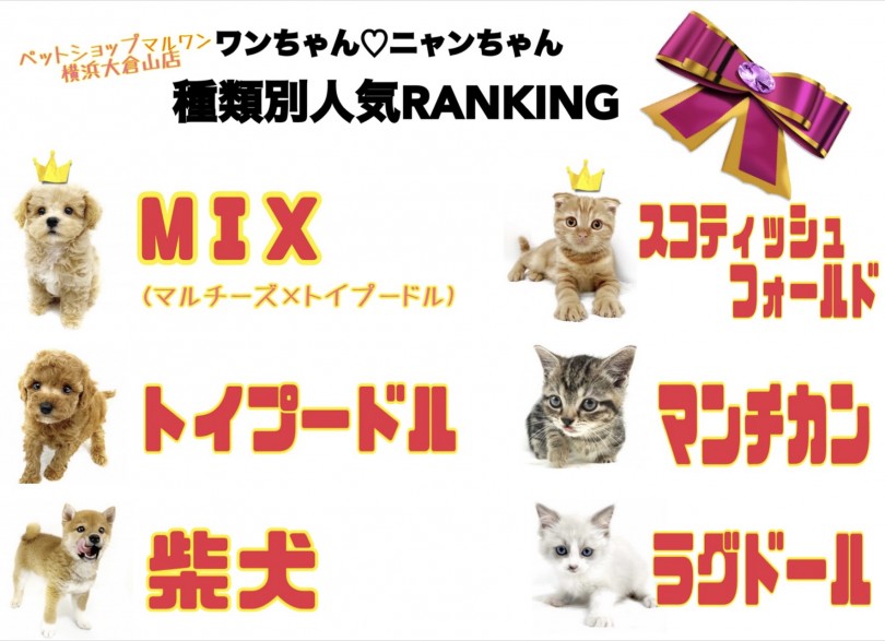 犬種・猫種別ランキングはこちら | 大倉山店愛犬・愛猫名前ランキング - 横浜 大倉山店