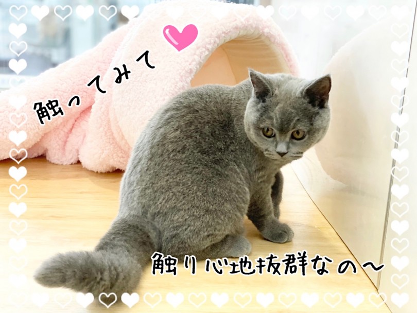 犬の様な性格と触り心地抜群の被毛のブリティッシュちゃん。家族の一員にいかがですか？ | ブリティッシュショートヘア （311993） - 港北ニュータウン店