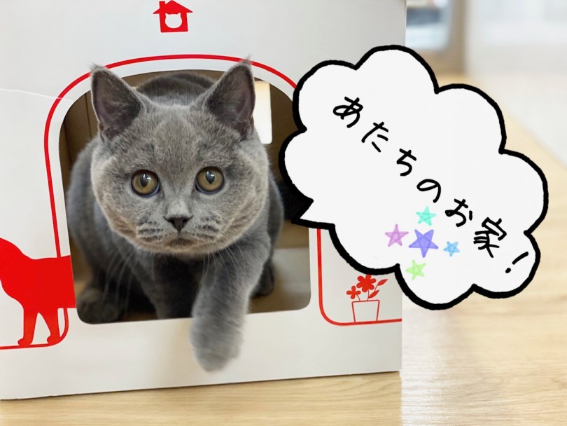 思わずむぎゅむぎゅしたくなるお顔 | ブリティッシュショートヘア （311993） - 港北ニュータウン店