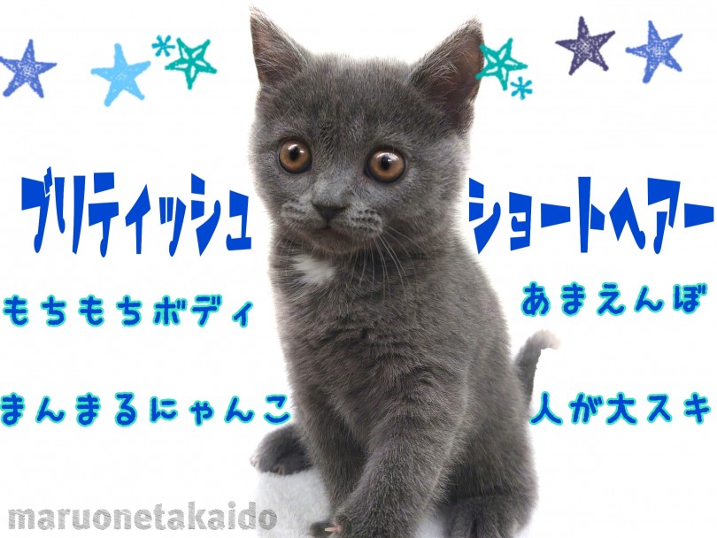 【 ブリティッシュショートヘア 】忙しい方必見！まんまるボディの癒し系！