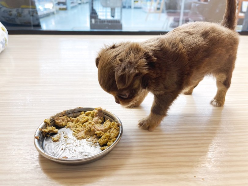 生後約5ヶ月頃からドライのまま食べれるようにしましょう！ | チワワ （814677） - 大和 相模大塚店