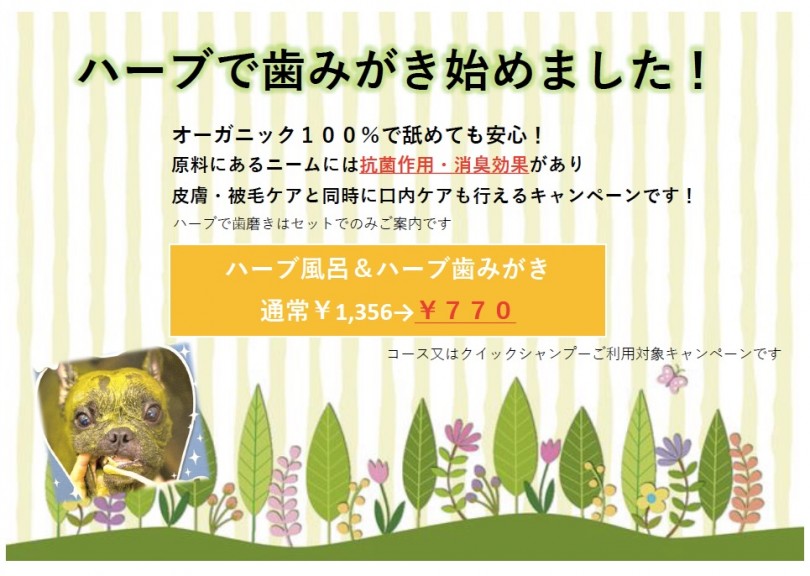 【 元町トリミングサロン 】今だけお試し価格!ハーブの歯みがきで口臭改善!