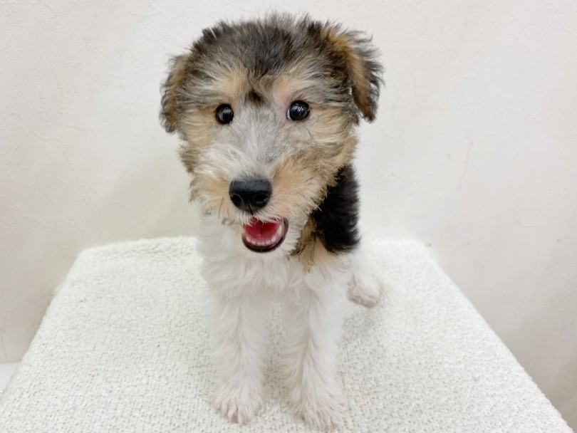 希少なワイヤーフォックステリアってどんな子犬ちゃん？ | ワイヤーフォックステリア （116546） - 下丸子店