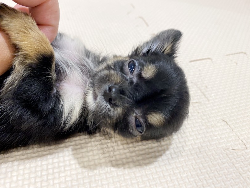 撫でていると眠そうになる可愛いチワワちゃん♡ | チワワ （11829） - 横浜 白楽店