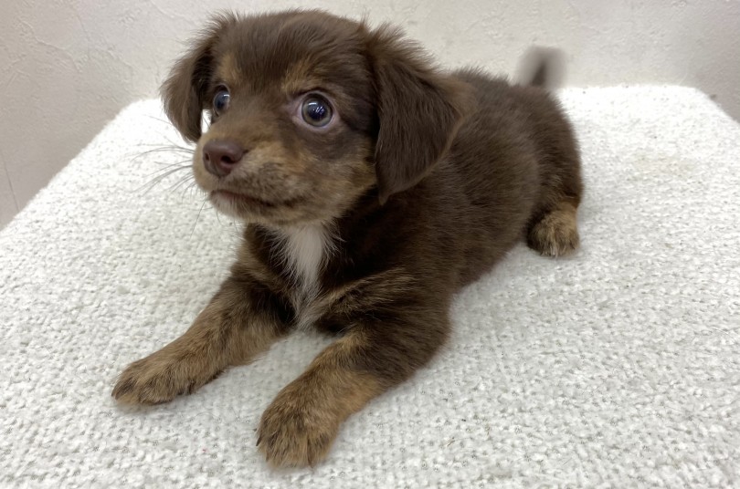MIX犬の中でも人気のあるチワックス！その魅力とは？ | MIX犬 チワックス （116555） - 下丸子店