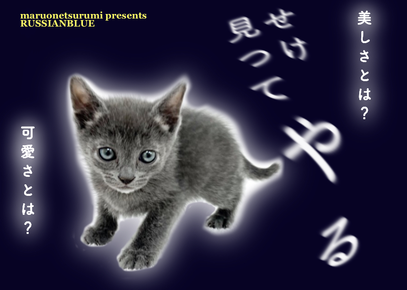 【 ロシアンブルー 】幸せを運ぶ青い被毛とグリーンの瞳の美猫が登場！