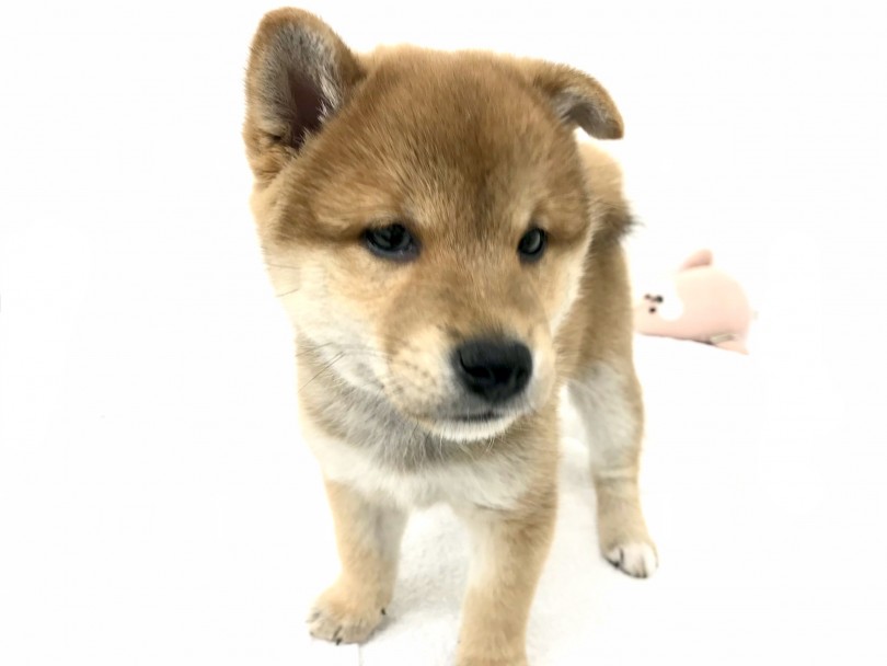 夢のドッグライフスタート！生活するためのポイント3選！ | 柴犬 （140638） - 横浜 元町店