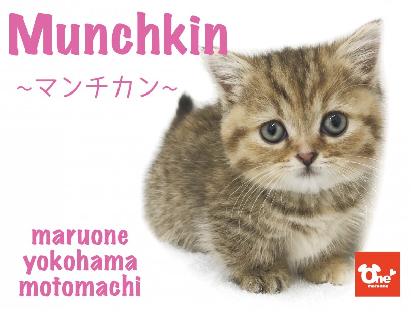 【 マンチカン 】超短足マンチ！まるちゃんに惚れ込んだスタッフがレビュー♪