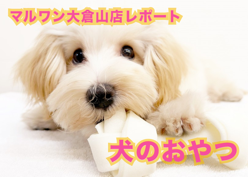 【 犬のおやつ考察 】ワンちゃんにオヤツは必要？オヤツマニアが徹底調査！！