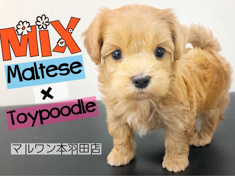 【 MIX 】短足が可愛い！ドワーフ体型の激カワなマルプーが羽田に新登場！