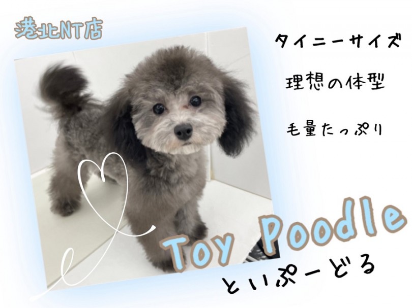 【 トイプードル 】5ヶ月で2.0kg！  タイニーサイズ！シルバーカラーのプードル!