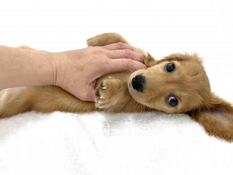 初めての方から多頭飼いの方でもお任せ！！おっとりマイペースな性格は育てやすい！ | ミニチュア・ダックスフント （713783） - 鶴見店
