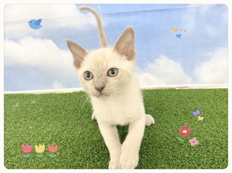 ハイブリッドな猫種 | トンキニーズ （312010） - 港北ニュータウン店