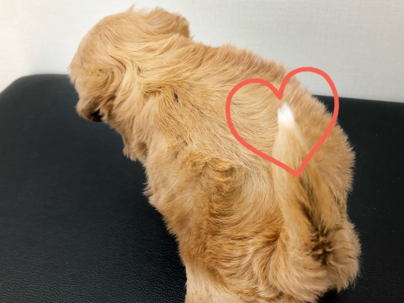 みてください！この可愛いすぎる尻尾♡ | MIX犬 マルプー （512720） - 本羽田店