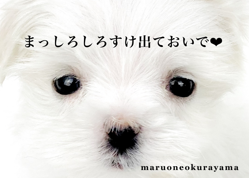 【 マルチーズ 】透き通るような純白の被毛が美しい小さめマルチ登場！