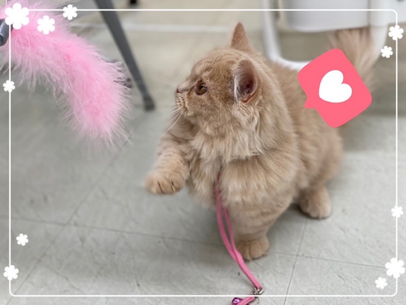 飼いやすさNo.1の人気猫種マンチカン君と新生活を始めてみませんか？ | マンチカン （312007） - 港北ニュータウン店