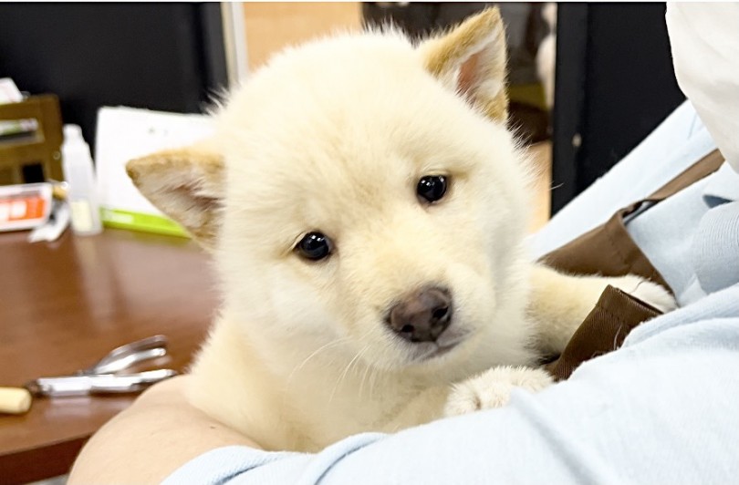 鎌ヶ谷店の白柴くんの魅力 | 柴犬 白柴 （117314） - 鎌ヶ谷店