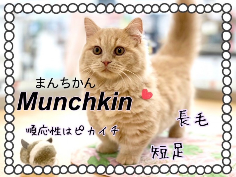 【 マンチカン 】短足、長毛、人馴れバッチリな男の子！港北NT店に仲間入り！