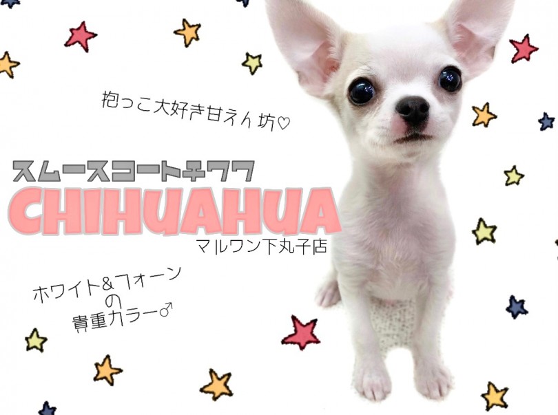 【 チワワ 】小さめスムースチワワ登場！ボディにある幸運のハートマークは必見！