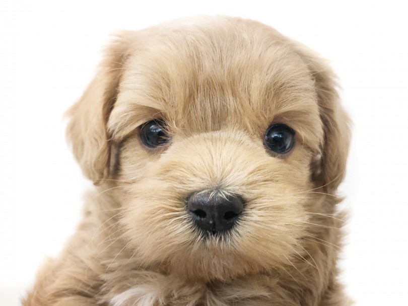 お顔はぱっちりおめめのイケメンくんです！ | MIX犬 マルプー （512720） - 本羽田店