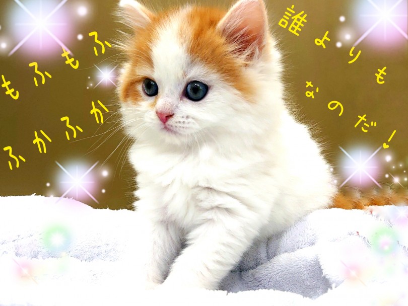 柔らかなふかふか被毛はベイビーの時だけの特権です！最高の触り心地！密密な被毛とまんまるフォルムの秘密！ | サイベリアン （130324） - 高井戸店