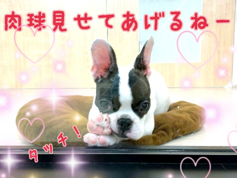 どんどんかわいく育っているんだぞ！ぶちゃかわポイント！大解剖！ | フレンチブルドッグ （130291） - 高井戸店