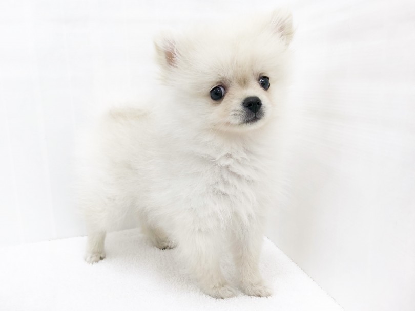 ポメラニアンってどんな犬種？ | ポメラニアン （713784） - 鶴見店