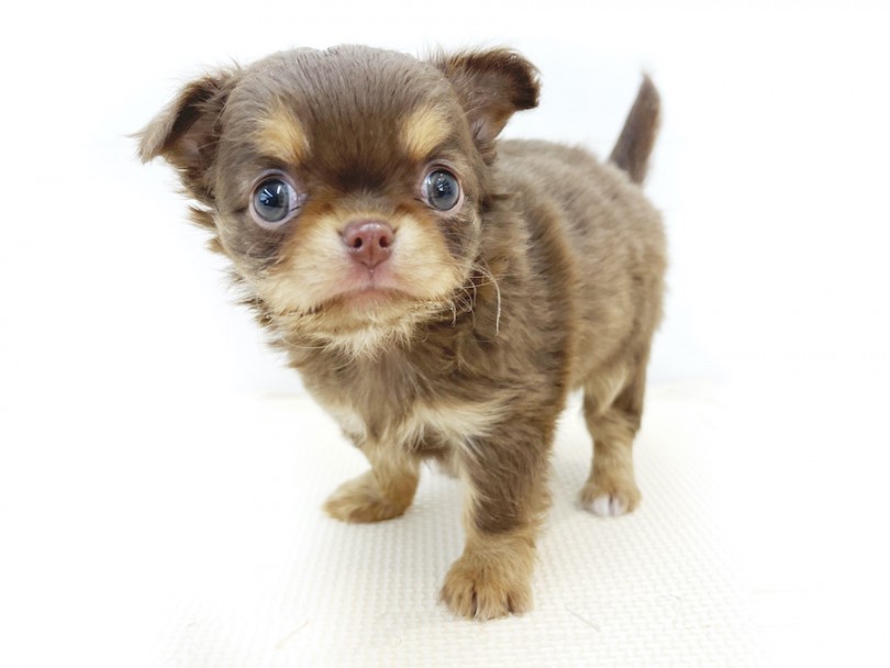 人気の毛色と子犬らしさ満載のアップルヘッド＆ドワーフ体型 | チワワ （814677） - 大和 相模大塚店