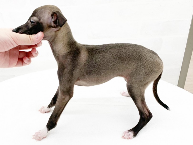 最近かと思いきや、意外と昔から日本で飼育されている犬種なんです | イタリアングレーハウンド （014371） - 東日暮里店