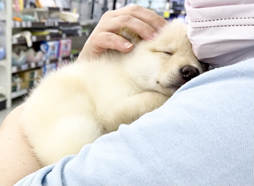 ぜひお店に遊びに来て白柴くんの可愛さに触れてみませんか？ | 柴犬 白柴 （117314） - 鎌ヶ谷店