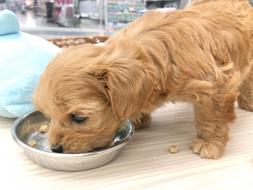 ごはん大好き！食欲満点で健康面もバッチリ安心です！ | MIX犬 マルプー （512720） - 本羽田店