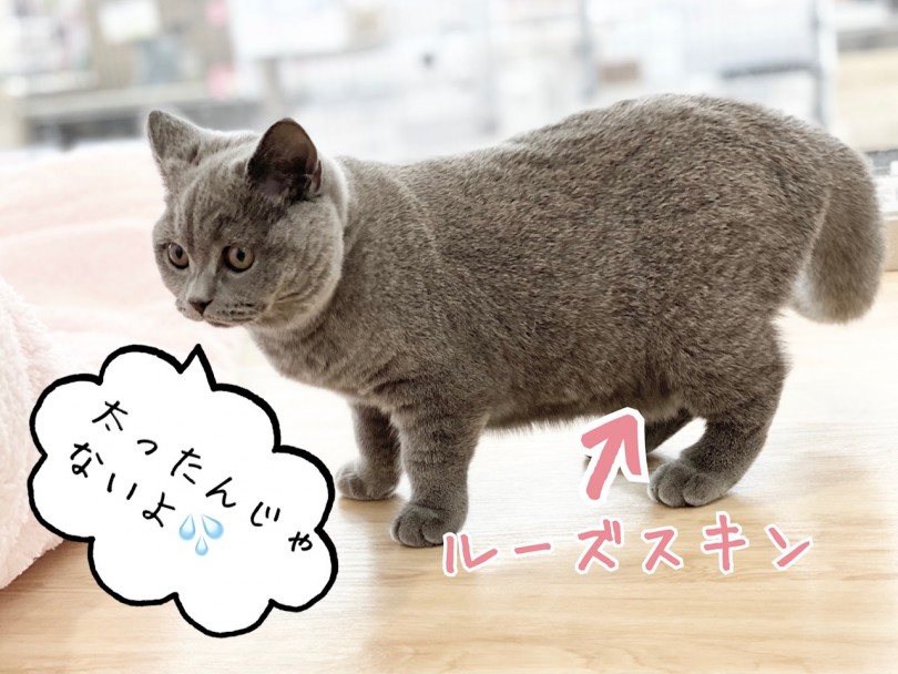 お外のサークルにお引越ししたブリティッシュちゃん | ブリティッシュショートヘア （311993） - 港北ニュータウン店