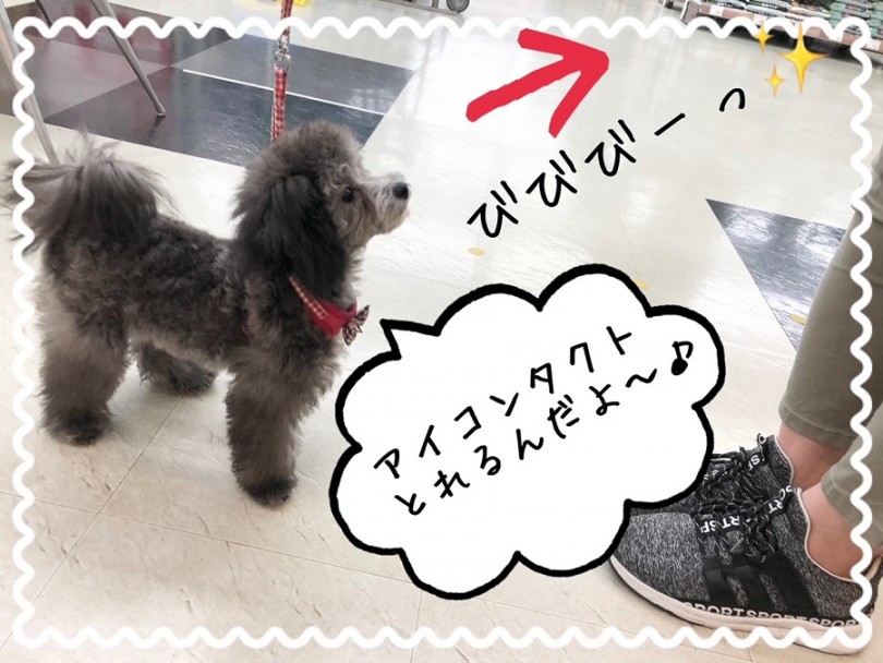 お散歩が楽しくなるこの季節、一緒にのんびりお散歩はいかがですか？ | トイ・プードル （311990） - 港北ニュータウン店