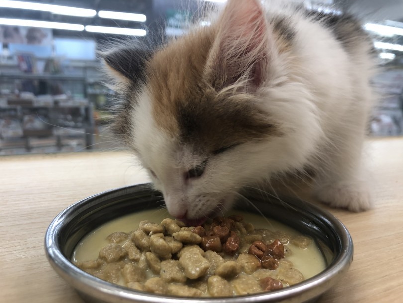 ノルちゃんのご飯タイム！「うまいうまい」と言っている？？ | ノルウェージャンフォレストキャット （119283） - 梅島店