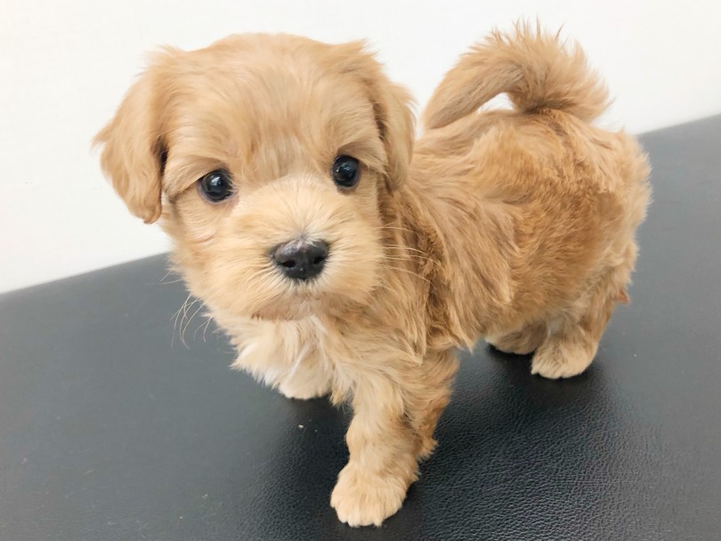 体はマルチーズの被毛とトイプードルの毛色 | MIX犬 マルプー （512720） - 本羽田店