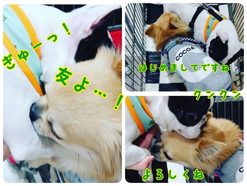 初めましてのチワワちゃんとお友達に | フレンチブルドッグ （130291） - 高井戸店
