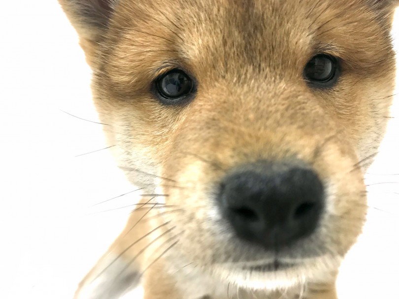 憧れの和犬ライフをスタートするには季節的にも春は絶好のタイミング | 柴犬 （140638） - 横浜 元町店