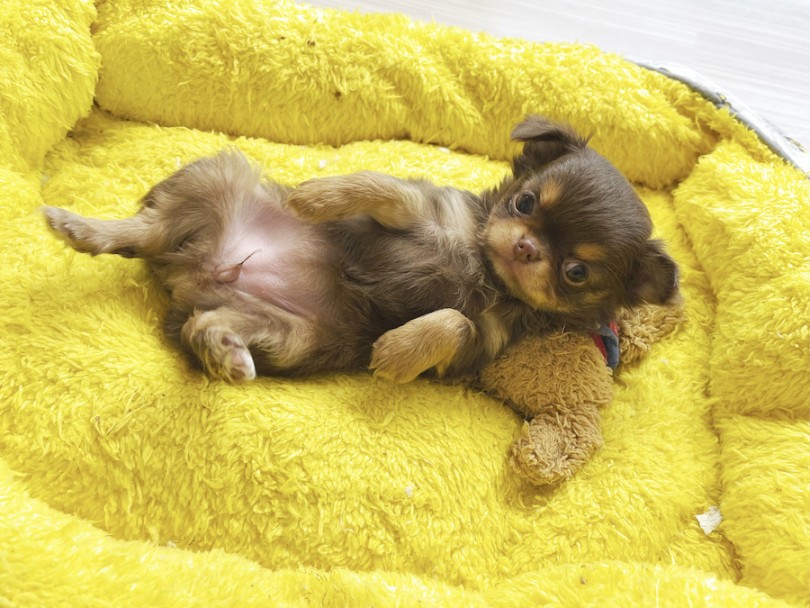 可愛すぎるへそ天チワワちゃん | チワワ （814677） - 大和 相模大塚店