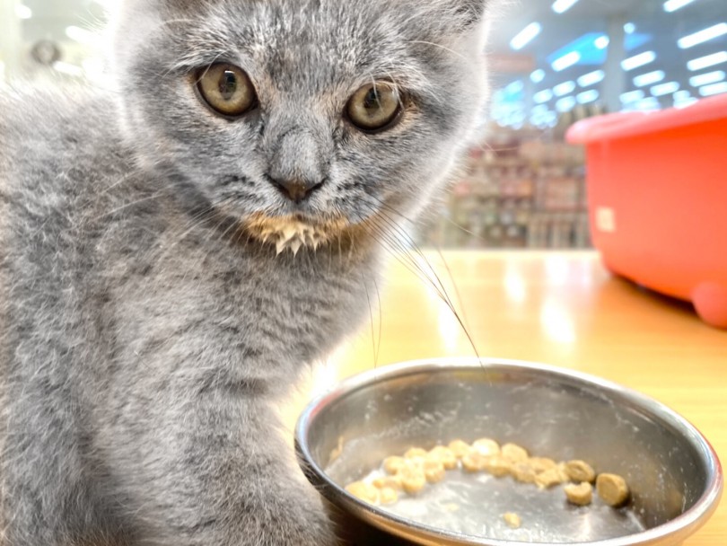 ご飯の食べ方はゆっくりマイペース | スコティッシュフォールド （118553） - 城山店