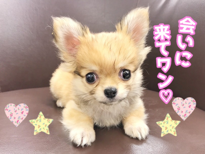 実際にふれあって頂くとこの子の可愛らしさ＆あまえっぷりに驚かれると思います♡ | チワワ （914653） - 志村坂下店