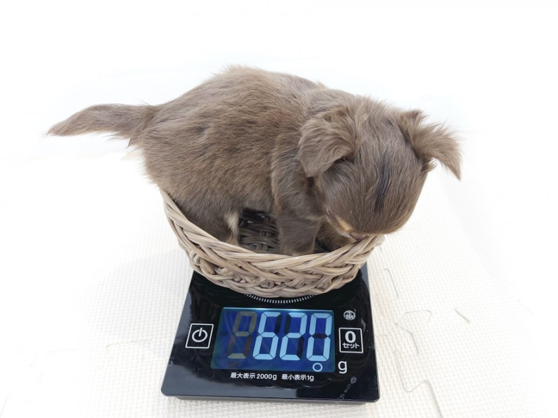 生後50日の体重測定＆初めてでも分かる！ご飯のあげ方をご紹介 | チワワ （814677） - 大和 相模大塚店