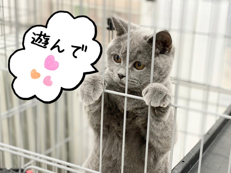 順応性や人が大好きな性格はそのままに成長しています | ブリティッシュショートヘア （311993） - 港北ニュータウン店