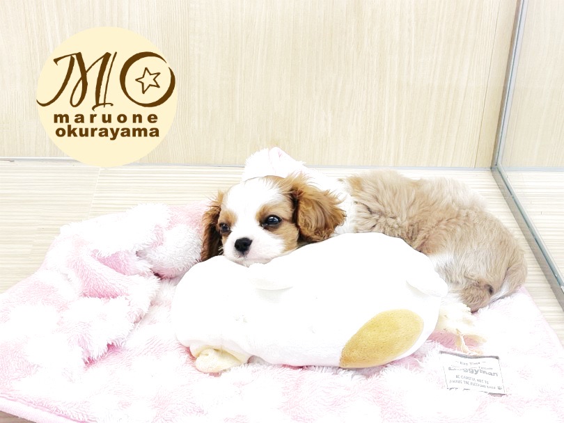 他のワンちゃんとも仲良くなるのが上手なので多頭飼の方にもお勧めです♡ | キャバリア・キングチャールズ・スパニエル （6131022） - 横浜 大倉山店