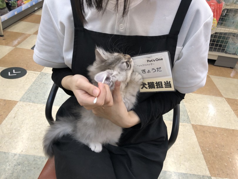 お手入れ頑張るとってもいい子 | サイベリアン （118546） - 城山店