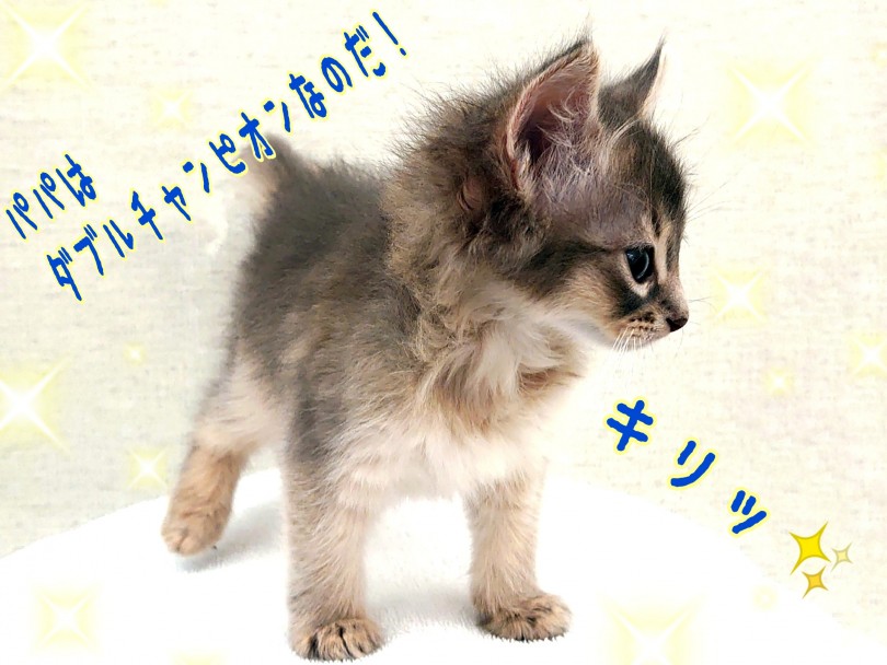 パパはダブルチャンピオン！正真正銘ショーキャットの血を受け継いだ良血統！！ | ソマリ （130320） - 高井戸店