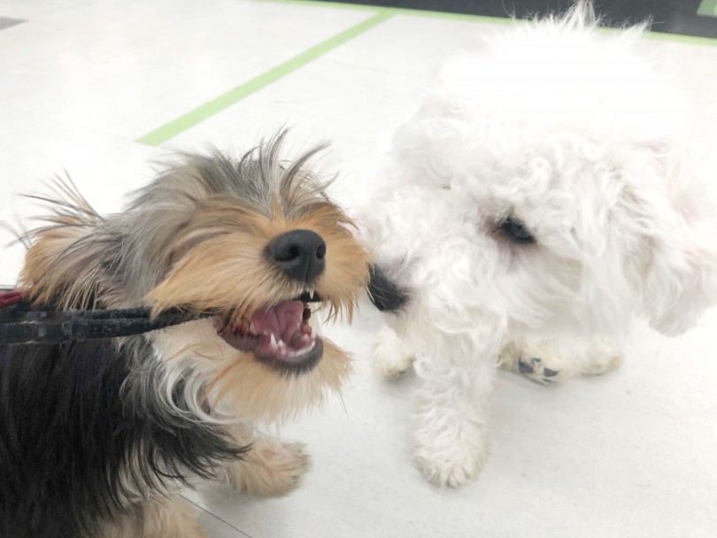 犬、猫、人への社会化が完璧！誰とでも仲良くできるフレンドリーさ♪ | ヨークシャーテリア （119264） - 梅島店