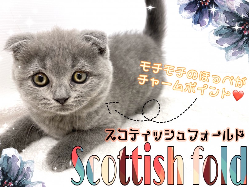【 スコティッシュフォールド 】たれ耳＆もっちりホッペのスペシャルスコティッシュ