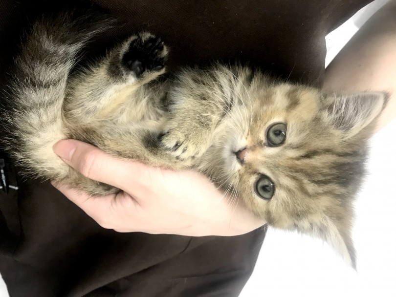穏やかで優しい甘えん坊ちゃん！？ | マンチカン （140649） - 横浜 元町店