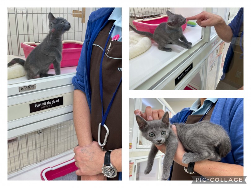 猫ちゃんをお迎えするにあたって、初期段階のコミュニケーション術を大公開！！ | ロシアンブルー （713781） - 鶴見店